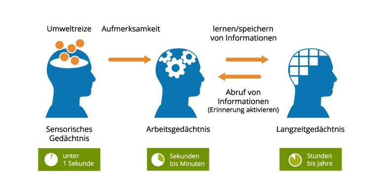 Gedächtnis verbessern: So werden Erinnerungen abgespeichert