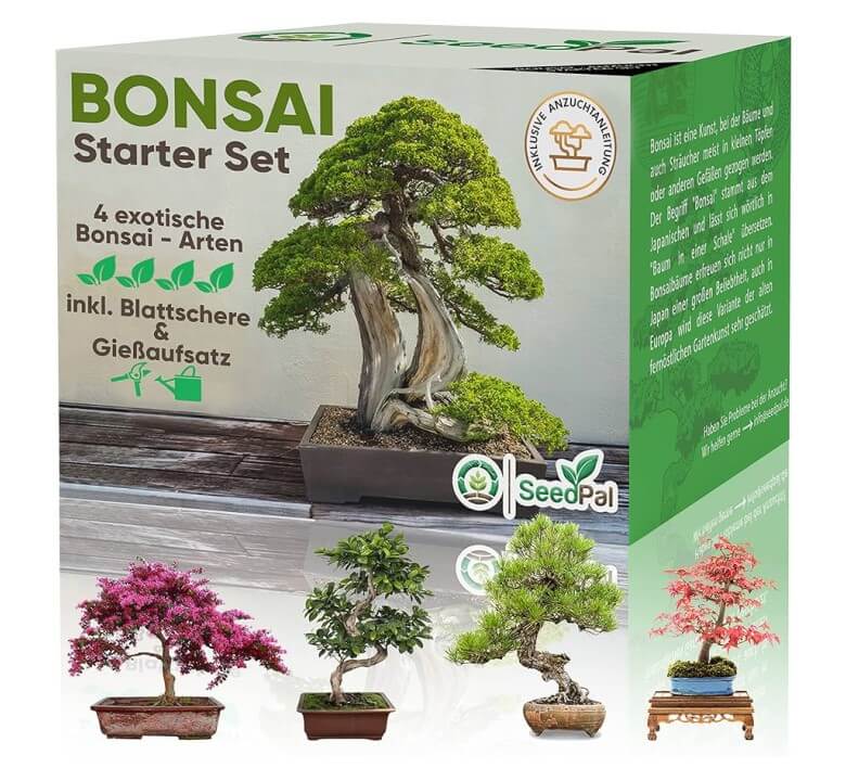 Geschenke für Mitarbeiter: Bonsai Starter-Kit